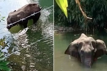 गर्भवती हथिनी की मौत