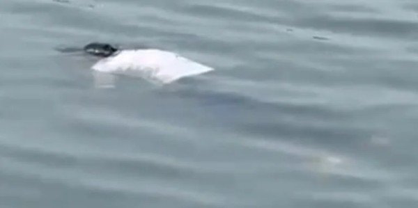 Ranchi News, Jharkhand News, Suicide Case, BIT Lalpur, Dhurwa Dam, Student Suicide, ranchi girl suicide, dhurwa dam suicide, रांची धुर्वा डैम आत्महत्या, निमिषा झा, BIT लालपुर छात्रा, रांची न्यूज