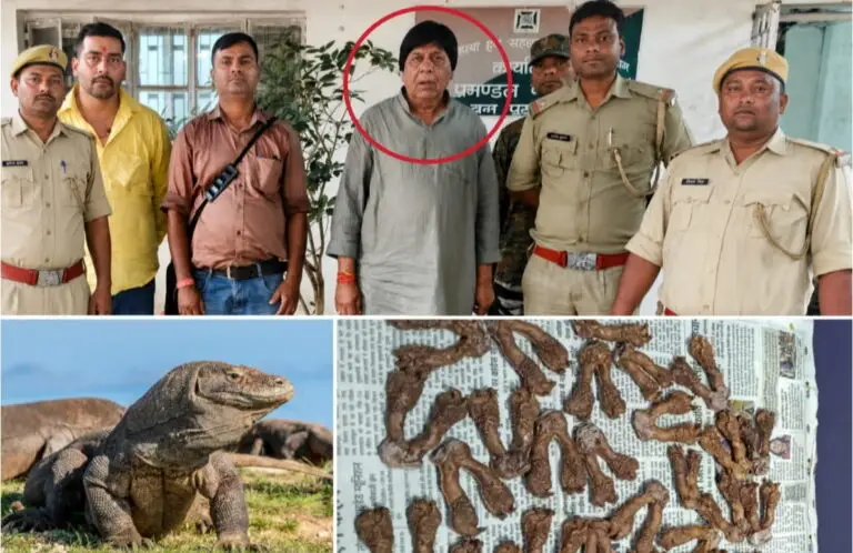 🐊 रांची: मॉनिटर लिजार्ड तस्करी केस में भाजपा नेता को बड़ी राहत, मिली जमानत