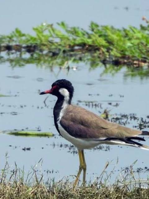 100th Ramsar site India, Biodiversity conservation India, Bird sanctuary UP, Eco tourism India, Environmental protection India, Jayaprakash Narayan bird sanctuary, Migratory birds India, Natural lake India, Ramsar convention India, Ramsar site Uttar Pradesh, Surha Tal Ballia, Wetland ecosystem India, Wetland tourism India, आर्द्रभूमि संरक्षण, उत्तर प्रदेश वेटलैंड, गंगा क्षेत्र झील, जयप्रकाश नारायण पक्षी विहार, जैव विविधता भारत, पक्षी विहार बलिया, पर्यावरण जागरूकता, पर्यावरण संरक्षण भारत, प्रवासी पक्षी भारत, प्राकृतिक झील भारत, बर्ड सेंचुरी इंडिया, भारत का 100वां रामसर स्थल, रामसर साइट यूपी, वेटलैंड इकोसिस्टम