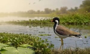 100th Ramsar site India, Biodiversity conservation India, Bird sanctuary UP, Eco tourism India, Environmental protection India, Jayaprakash Narayan bird sanctuary, Migratory birds India, Natural lake India, Ramsar convention India, Ramsar site Uttar Pradesh, Surha Tal Ballia, Wetland ecosystem India, Wetland tourism India, आर्द्रभूमि संरक्षण, उत्तर प्रदेश वेटलैंड, गंगा क्षेत्र झील, जयप्रकाश नारायण पक्षी विहार, जैव विविधता भारत, पक्षी विहार बलिया, पर्यावरण जागरूकता, पर्यावरण संरक्षण भारत, प्रवासी पक्षी भारत, प्राकृतिक झील भारत, बर्ड सेंचुरी इंडिया, भारत का 100वां रामसर स्थल, रामसर साइट यूपी, वेटलैंड इकोसिस्टम
